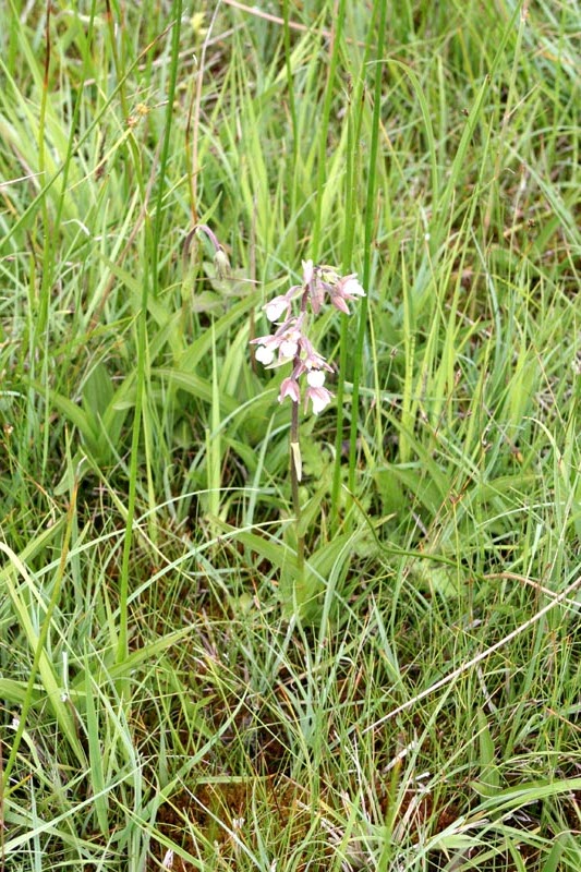 Sumpf Stendelwurz - Sumpf-Stendelwurz Orchidee in Mecklenburg